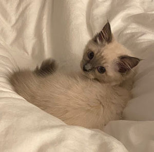 Meet your Posher, Shang